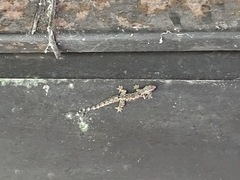 Hemidactylus platyurus