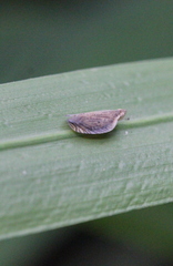 Lophops carinata