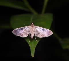 Rhimphaliodes macrostigma
