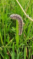 Acronicta