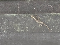 Hemidactylus platyurus