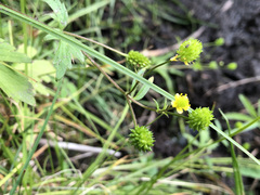Ranunculus pensylvanicus