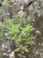 Brickellia peninsularis