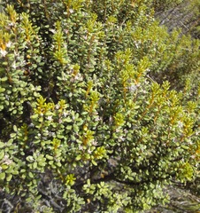 Olearia cymbifolia