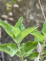 Brickellia peninsularis