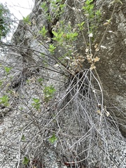 Brickellia peninsularis