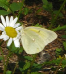 Colias alexandra alexandra