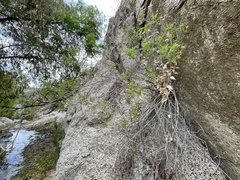 Brickellia peninsularis