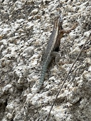 Sceloporus licki