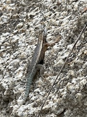 Sceloporus licki