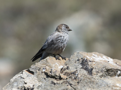 Leucosticte brandti