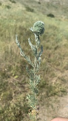 Artemisia austriaca
