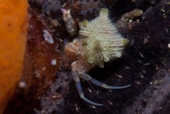 Anapagurus hendersoni