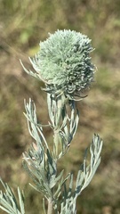 Artemisia austriaca