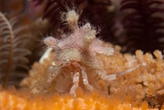 Anapagurus hendersoni