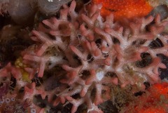 Margaretta levinseni