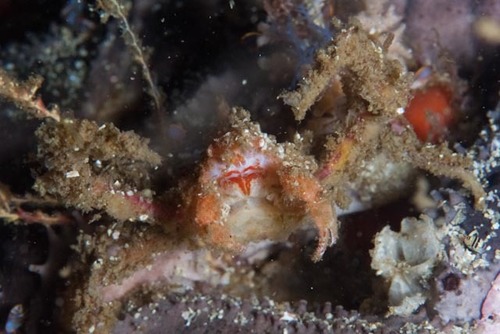 Achaeopsis spinulosa Stimpson, 1857