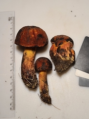Boletus subvelutipes