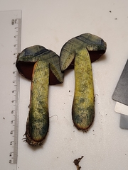 Boletus subvelutipes