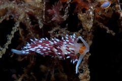 Cratena capensis