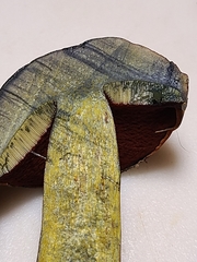 Boletus subvelutipes