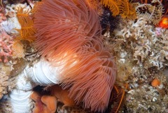 Protula bispiralis
