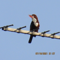 Halcyon smyrnensis