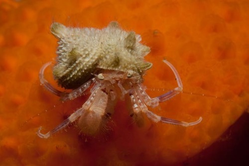 Representative image of Anapagurus