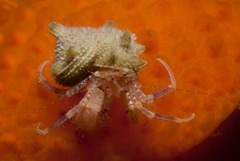 Anapagurus hendersoni