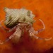 Blue-lined Hermit Crab - Photo (c) Georgina Jones, some rights reserved (CC BY-SA), uploaded by Georgina Jones