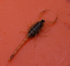 Centruroides vittatus
