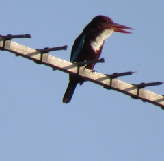 Halcyon smyrnensis