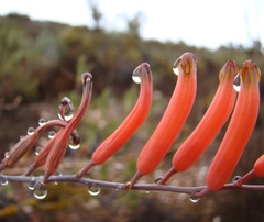 Astroloba rubriflora
