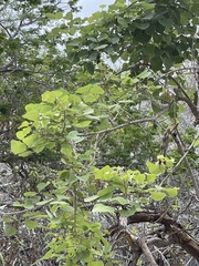 Erythrina flabelliformis