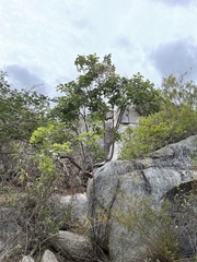 Erythrina flabelliformis