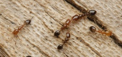 Trichomyrmex destructor