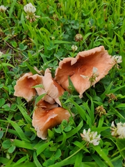 Collybiopsis luxurians