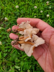 Collybiopsis luxurians