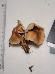 Collybiopsis luxurians