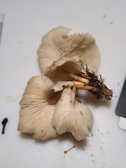 Collybiopsis luxurians