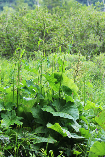 Rumex gmelinii iNat (2)