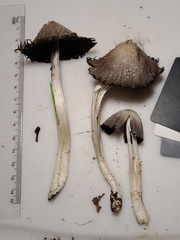 Coprinopsis