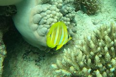 Chaetodon rainfordi