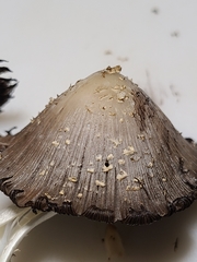 Coprinopsis