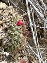 Mammillaria petrophila