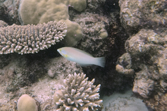 Halichoeres chloropterus
