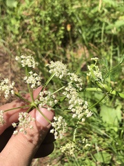 Ligusticum filicinum