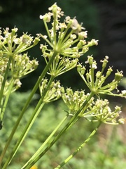 Ligusticum filicinum