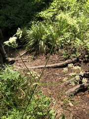 Ligusticum filicinum