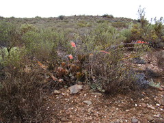 Astroloba rubriflora